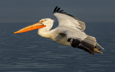 Dalmatian Pelican of Kerkini Lake