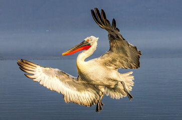 Dalmatian Pelican of Kerkini Lake