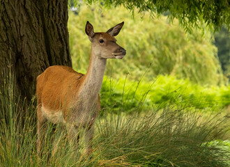 Red deer (Cervus elaphus) in Richmond park, London, UK