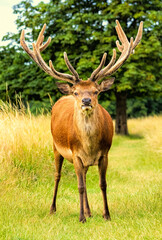 Red deer (Cervus elaphus) in Richmond park, London, UK