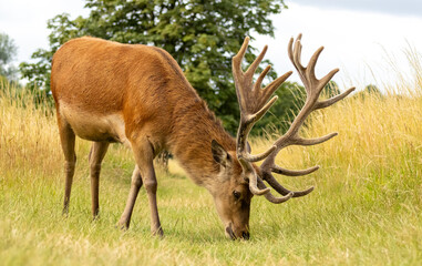 Red deer (Cervus elaphus) in Richmond park, London, UK