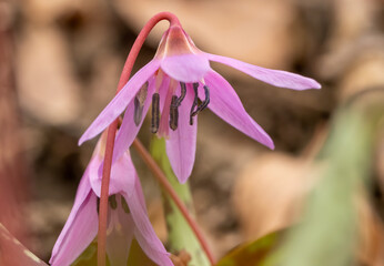 Dogtooth violet (Erythronium dens-canis) in natural habitat in early spring