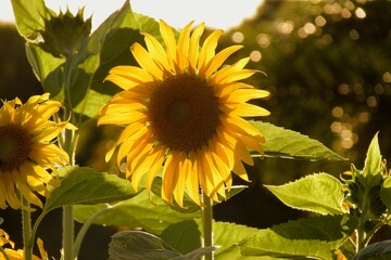 Obraz premium sunflowers in the garden