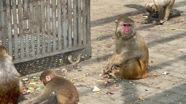 Beijing, China - April 11, 2025: Rhesus macaque (Macaca mulatta) eating vegetables on ground at Beijing Zoo for zoo education and animal documentary.