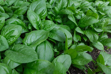 Fresh organic spinach growing in a garden bed – vibrant green leaves of healthy leafy vegetable