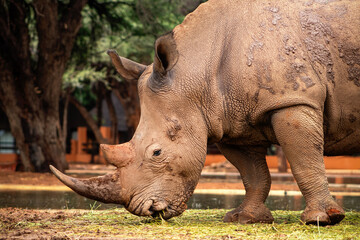 Wild african animals. Portrait of a male bull white Rhino grazing in Etosha National park, Namibia.