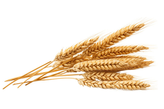 Wheat Sheaf: Close-up of Ripe Golden Wheat Ears, Agriculture, Grain, Harvest, Farming isolated on transparent background png - Powered by Adobe
