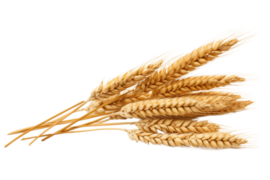 Wheat Sheaf: Close-up of Ripe Golden Wheat Ears, Agriculture, Grain, Harvest, Farming isolated on transparent background png