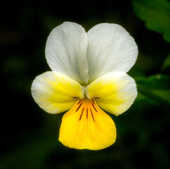Close-up image of Mountain Pansy (Viola lutea) with natural background.