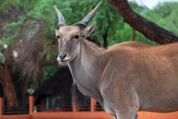 Wildlife animals. Common eland or Eland antelope in the national  park, Namibia