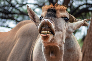 Common eland or Eland antelope, bull on the savannah of the Etosha national  park, Namibia
