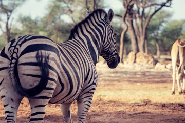Wild african life. Close up Namibian mountain zebra in the middle of the savannah.