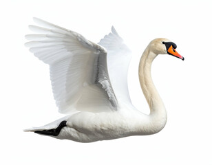 Graceful Swan in Flight A Majestic Waterbird Soaring