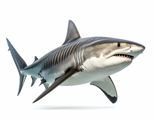 Obraz premium Majestic Tiger Shark A Powerful Predator in a Dynamic Pose
