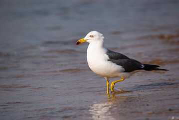 seagull on the beach