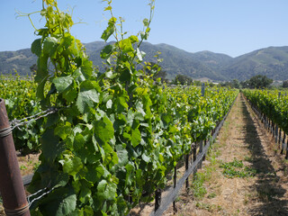 Grape vines