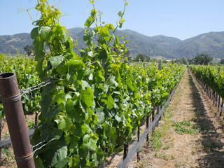 Grape vines