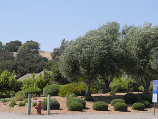 Tree at vineyard