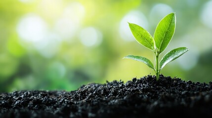 A green leafy plant growing from a soil patch with a blurred green background.