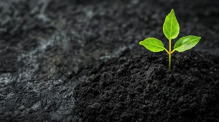 A green and red leafy plant growing out of a dark, rocky surface with a dark, rocky background.