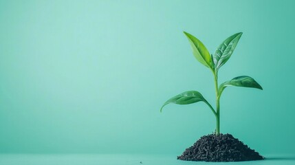 A green and red leafy plant growing from a pile of dark soil against a light green background.