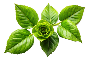 Vibrant Green Rosebud with Lush Leaves Nature's Exquisite Beauty