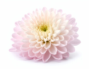 Pale Pink Chrysanthemum Flower A Delicate Bloom Isolated on White