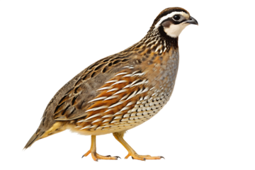 Northern Bobwhite Quail A Detailed Look at this North American Bird