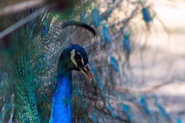 Obraz premium Portrait of beautiful peacock with feathers out (large bird).