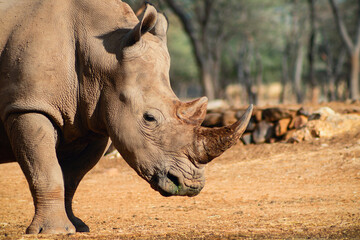 Close-up of a solitary rhinoceros in the wild, captured in Namibia. Perfect for wildlife, safari,...