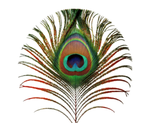 Peacock Feather, Isolated Transparent Background, Tropical Design Element