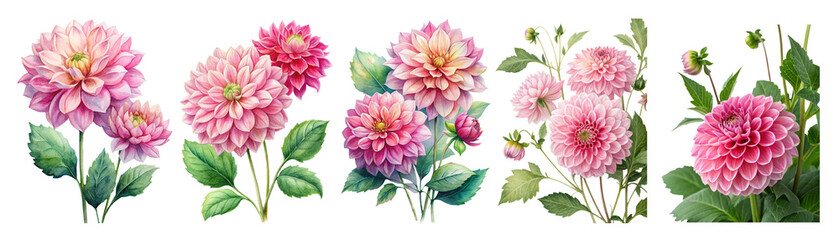 Watercolor Pink Dahlia Flowers Set Png, Summer Dahlia Bloom Clipart Collection