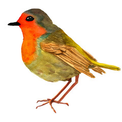 Watercolor hand drawn illustration of robin redbreast bird. Portrait of European robin in realistic style. Design for covers, backgrounds, decorations, prints.	