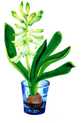 PNG Watercolor composition with white Hyacinth flower in transparent glass isolated. Illustration of bulb in a water- spring garden work. Design for covers, packaging, fabric, season offer.