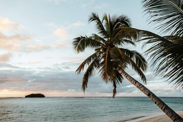 Fototapeta na wymiar palm trees on the beach