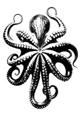 Black Octopus Silhouette Illustration