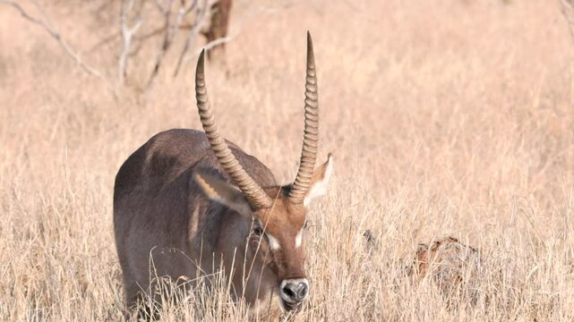 a close up front view of a male waterbuck grazing at kruger national park of south africa