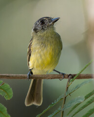Slaty-capped Flycatcher
