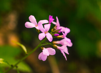 Obraz premium Beautiful fresh spring flowers on green meadow close up view