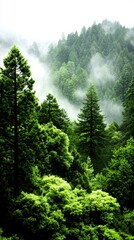 Misty Mountain Forest Lush Green Coniferous Trees in Fog