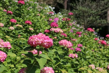 服部農園あじさい屋敷（千葉県茂原市）。約18,000㎡の山の斜面に250品種・10,000株以上の色とりどりの紫陽花が咲き乱れる。山の斜面に咲く紫陽花。