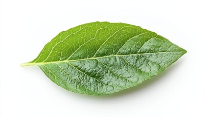 Obraz premium Single, vibrant green leaf featuring detailed veins on a white background. Great for nature themes, biology studies, or as an organic element.