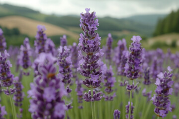 Obraz premium Blooming in summer, the vibrant purple lavender fields