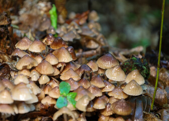 A cluster of small mushrooms with conical caps emerges from the forest floor, creating a richly textured natural scene. Fallen leaves and young shoots add authenticity to this detailed woodland compos