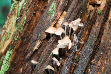 A cluster of small mushrooms grows on a slanted, moss-covered tree trunk, creating a dynamic natural composition. The varied textures of wood and moss add depth to this detailed woodland scene.