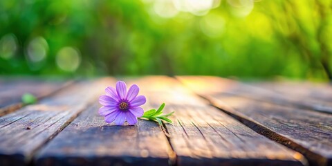 Small delicate purple flower blooming on a wooden table in a garden