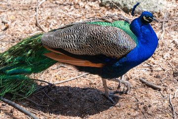 A peacock with its enchanting colors. A bright sunny day.