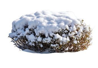 Isolated dormant shrub covered with thick layer of white snow against transparent background,...