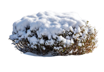 Isolated dormant shrub covered with thick layer of white snow against transparent background, perfect for winter landscape designs and seasonal garden visualizations