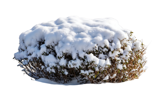 Isolated dormant shrub covered with thick layer of white snow against transparent background, perfect for winter landscape designs and seasonal garden visualizations